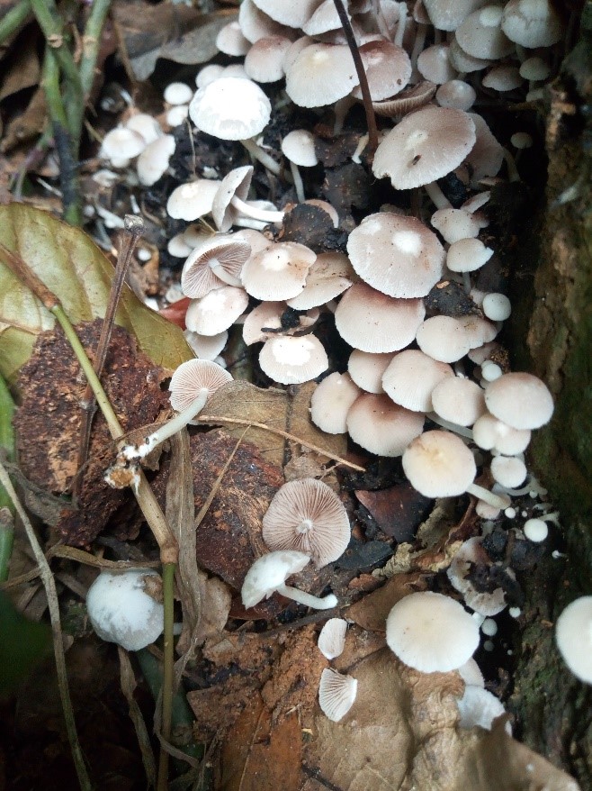 Bioprospecting of the Anti-microbial Secondary Metabolites from Basidiomycetes Harbored in Central and Western Cameroon