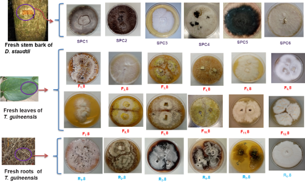 Search of antimicrobial secondary metabolites from of the Endophytic fungi associated with two Cameroonian medicinal plants: Garcinia lucida and Garcinia Cambogia